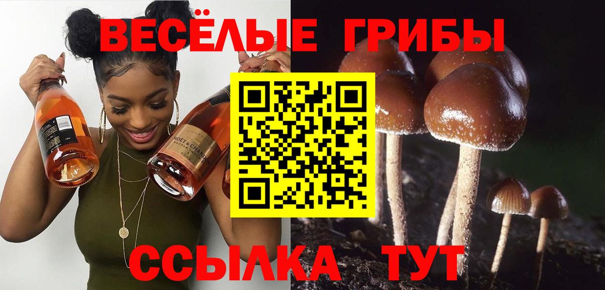 Черногорск  Псилоцибиновые грибы Psilocybe  Вход с VPN  хочу наркоту  Псилоцибиновые грибы прущие грибы 